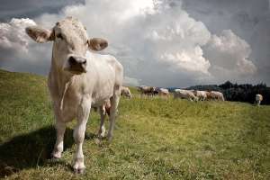 Allgäu-Fresh-Foods-Bio-Fleisch-Naturland Markenpartner