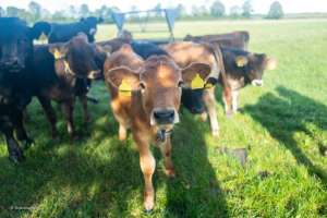 Bio-Rind vom Archehof Schlickenrieder naturland-markenpartner